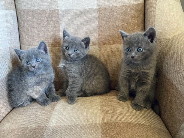 russian-blue-kittens-for-sale-big-0