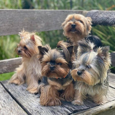 male-and-female-yorkshire-terrier-puppies-for-sale-big-0