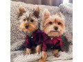 male-and-female-yorkshire-terrier-puppies-for-sale-small-0