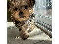 male-and-female-yorkshire-terrier-puppies-for-sale-small-1