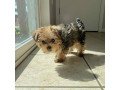 male-and-female-yorkshire-terrier-puppies-for-sale-small-2