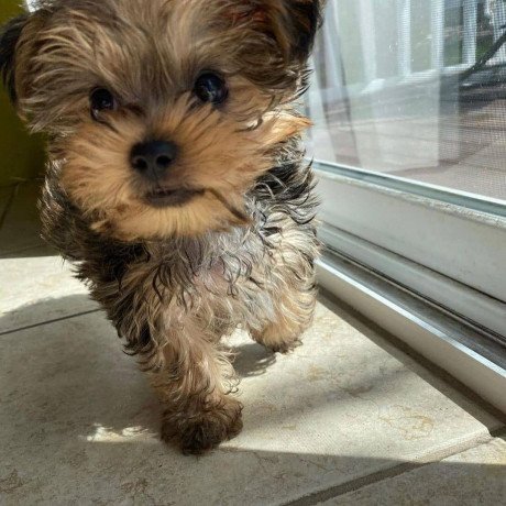 male-and-female-yorkshire-terrier-puppies-for-sale-big-1
