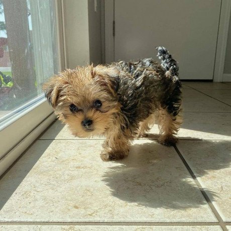male-and-female-yorkshire-terrier-puppies-for-sale-big-2