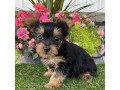 male-and-female-yorkshire-terrier-puppies-for-sale-small-2
