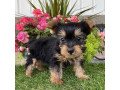 male-and-female-yorkshire-terrier-puppies-for-sale-small-1