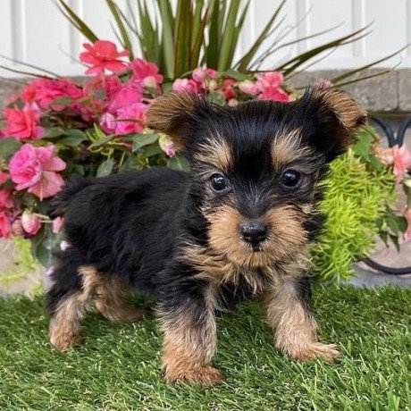 male-and-female-yorkshire-terrier-puppies-for-sale-big-1