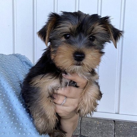 male-and-female-yorkshire-terrier-puppies-for-sale-big-0