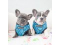 male-and-female-french-bulldog-puppies-for-sale-small-1