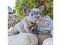 male-and-female-french-bulldog-puppies-for-sale-small-2