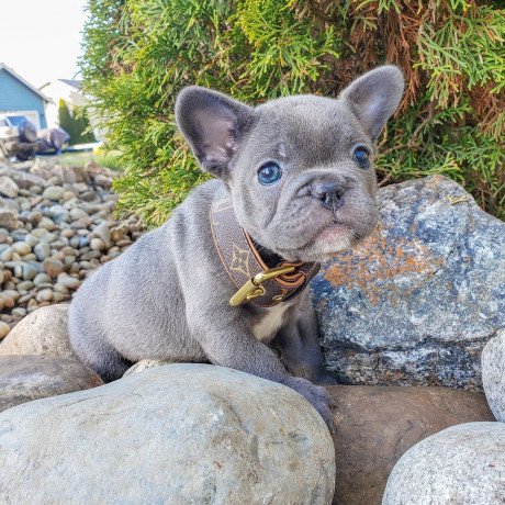 male-and-female-french-bulldog-puppies-for-sale-big-2