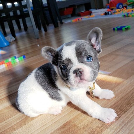 male-and-female-french-bulldog-puppies-for-sale-big-0