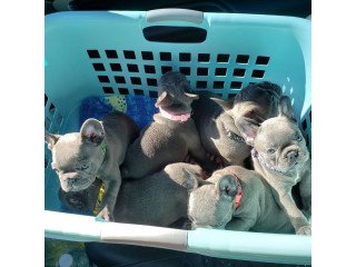 Male and female French Bulldog puppies for sale