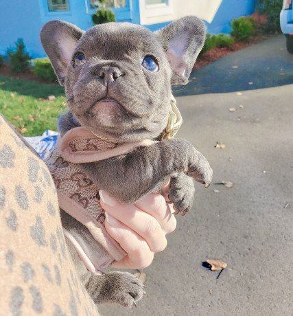 male-and-female-french-bulldog-puppies-for-sale-big-0