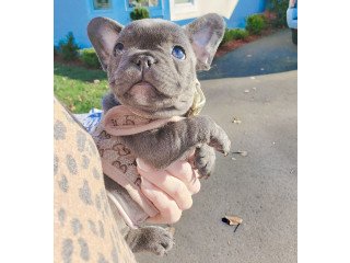 Male and female French Bulldog puppies for sale