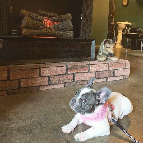 male-and-female-french-bulldog-puppies-for-sale-big-1