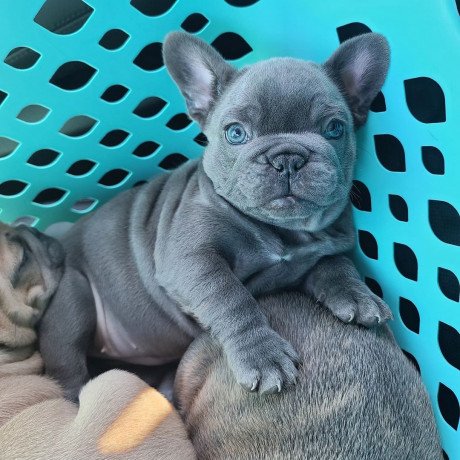 male-and-female-french-bulldog-puppies-for-sale-big-2