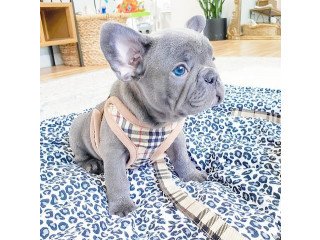 Lovely Male and female French Bulldog puppies for sale