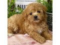 male-and-female-maltipoo-puppies-for-sale-small-2