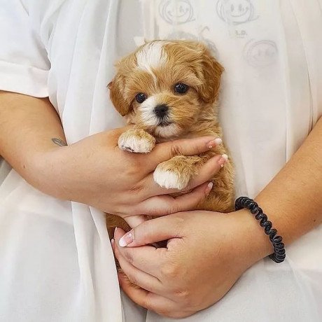 male-and-female-maltipoo-puppies-for-sale-big-0