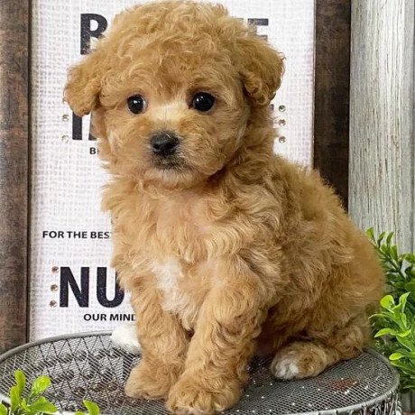male-and-female-maltipoo-puppies-for-sale-big-1