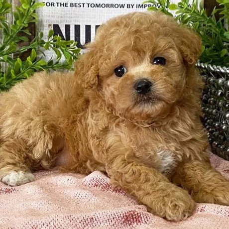 male-and-female-maltipoo-puppies-for-sale-big-2
