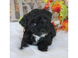 Male and female Maltipoo puppies for sale