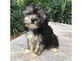 male-and-female-maltipoo-puppies-for-sale-small-0