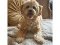 male-and-female-maltipoo-puppies-for-sale-small-0