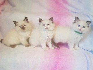 Ragdoll kittens For sale