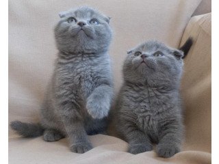 Scottish Fold kittens For sale