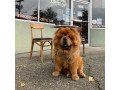 lovely-chow-chow-puppies-for-sale-small-2