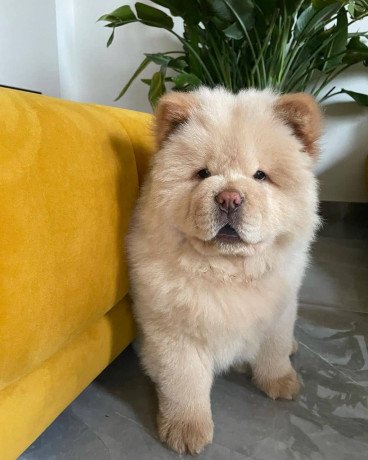 lovely-chow-chow-puppies-for-sale-big-0