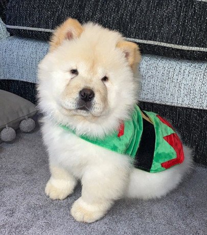 lovely-chow-chow-puppies-for-sale-big-2