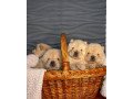 lovely-chow-chow-puppies-for-sale-small-1