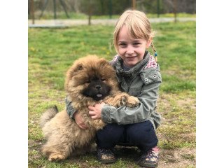 Lovely Chow Chow puppies for sale