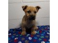 amazing-male-and-female-cairn-terrier-pups-available-small-0