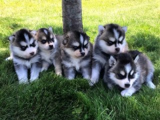 Pomsky Puppies for sale.