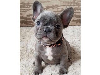 Cute and lovely trained French Bulldog pups available.