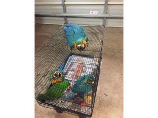 Blue And Gold Macaw Parrots for sale.