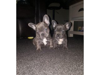 Blue French Bulldog Puppies for sale.