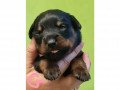 gorgeous-christmas-rottweiler-puppie-small-1