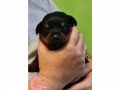 gorgeous-christmas-rottweiler-puppie-small-0