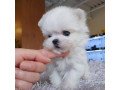 cavapoo-for-sale-small-0