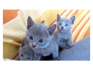 Russian Blue kittens for adoption