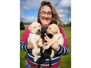 Labrador puppies for sale.