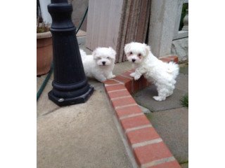 Maltese puppies for sale.