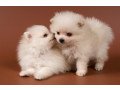 adorable-outstanding-pomeranian-puppies-small-0