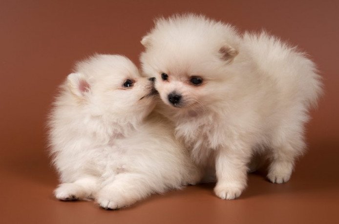 adorable-outstanding-pomeranian-puppies-big-0