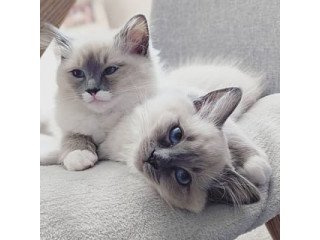 Beautiful Ragdoll Kittens Available for sale.
