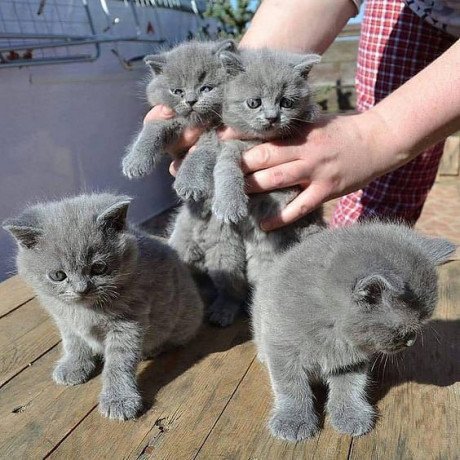 beautiful-male-and-female-british-short-hair-kittens-for-sale-big-0